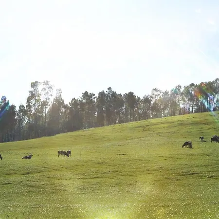 Peregrina-taxi Gratis * Arzúa